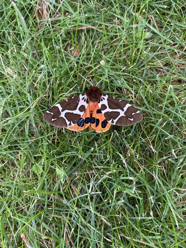 Garden Tiger