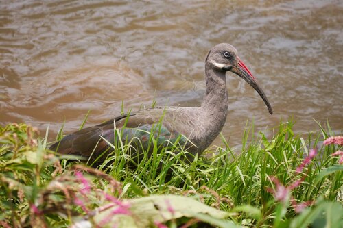Hadada Ibis