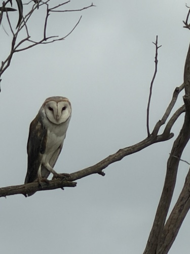 Eastern Barn Owl