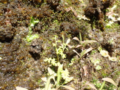 Anogramma leptophylla, photograph (c) Liadan Dickie, some rights reserved (CC BY)