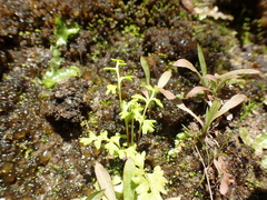 Anogramma leptophylla, photograph (c) Liadan Dickie, some rights reserved (CC BY)