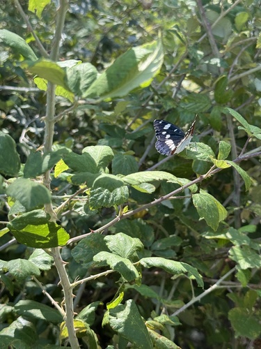Southern White Admiral