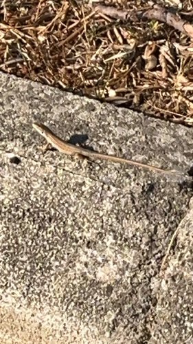 Italian Wall Lizard