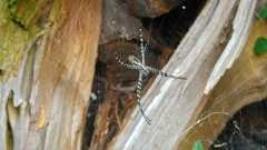 Argiope trifasciata