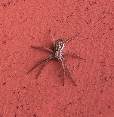 Philodromus dispar