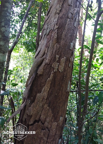 Castanopsis kawakamii