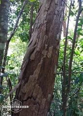 Castanopsis kawakamii