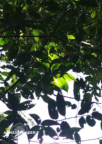 Castanopsis kawakamii, photograph 2