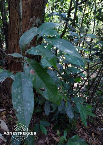 Castanopsis kawakamii, photograph 3