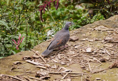 Dusky Turtle-Dove