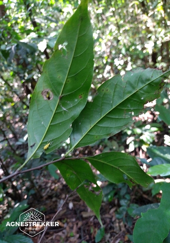 Castanopsis kawakamii, photograph 4
