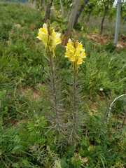 Linaria vulgaris