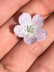 Nemophila