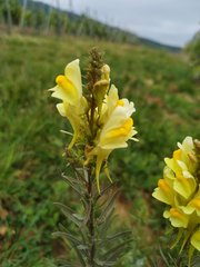 Linaria vulgaris