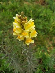 Linaria vulgaris