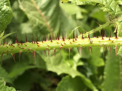 Rubus ursinus macropetalus