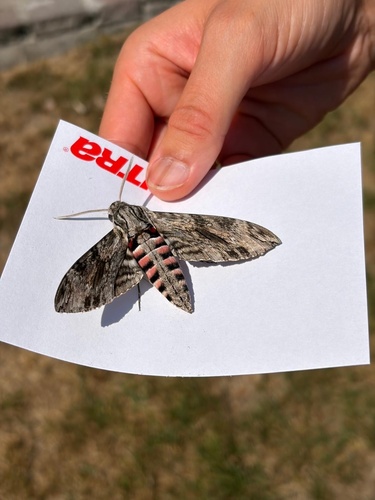 Convolvulus Hawkmoth