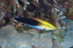 Labroides pectoralis