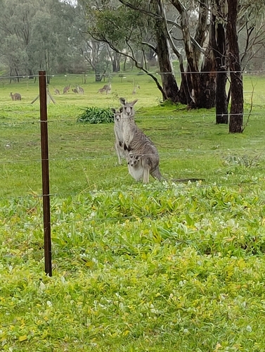 Eastern Grey Kangaroo