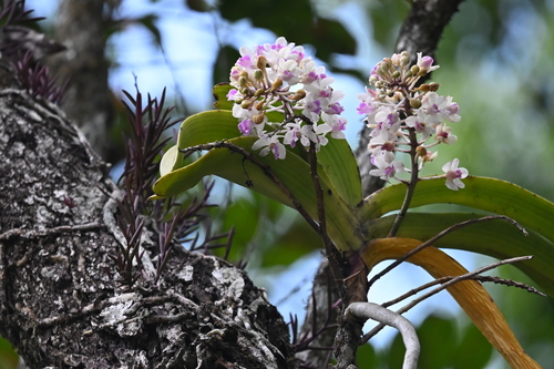 Rhynchostylis gigantea, 2026-02-22