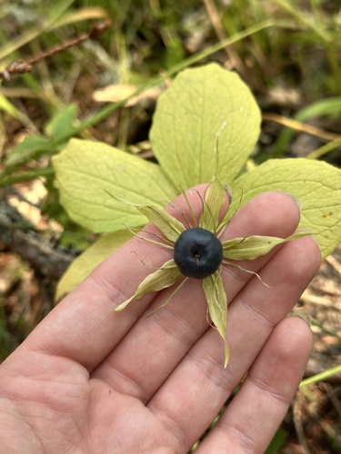 Herb Paris