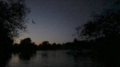 Pipistrellus pygmaeus