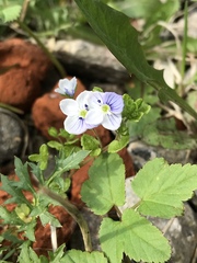 Veronica filiformis