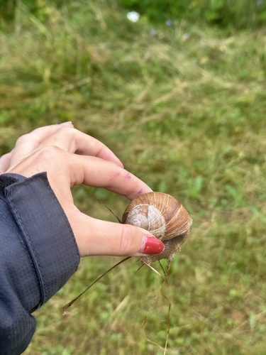 Roman Snail