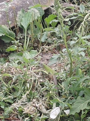Green Lizard