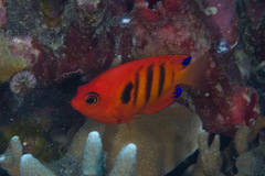 Centropyge loriculus