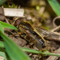 Anasimyia bilinearis