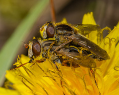 Anasimyia bilinearis