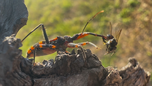 Red Tiger Assassin Bug