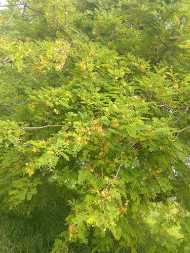 Tamarind