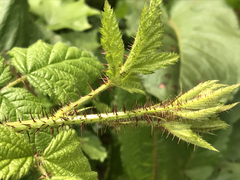 Rubus ursinus macropetalus