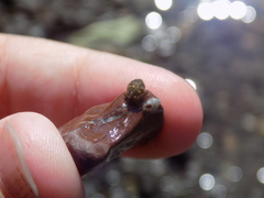 Potamopyrgus antipodarum