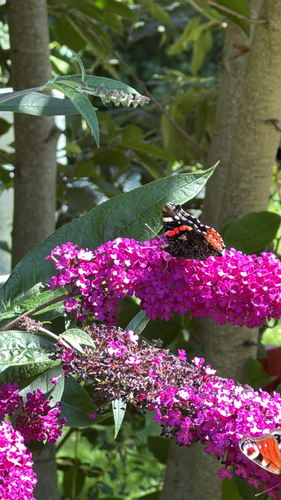 Red Admiral