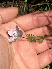 Nemophila