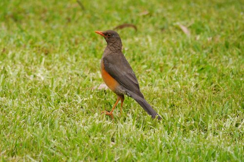 Abyssinian Thrush