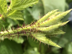 Rubus ursinus macropetalus