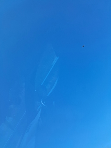 Cinereous Vulture