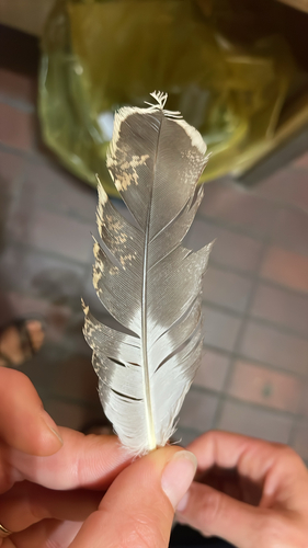Plume de Tétras lyre