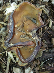 Gyromitra perlata