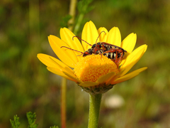 Stenopterus mauritanicus