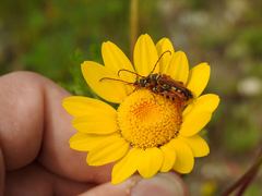 Stenopterus mauritanicus