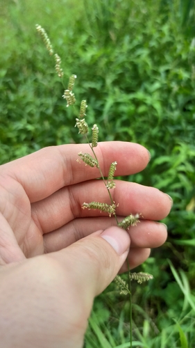Beckmannia eruciformis, photograph 1