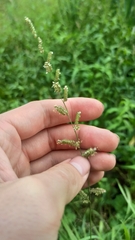 Beckmannia eruciformis