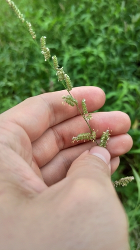 Beckmannia eruciformis, photograph 5