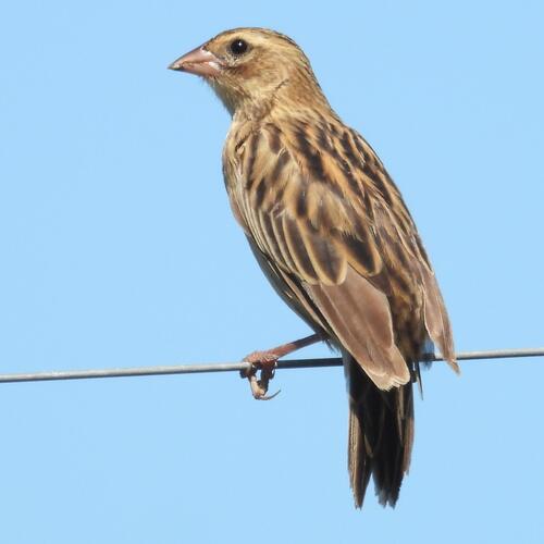 Long-tailed Widowbird (Euplectes progne), photo 3
