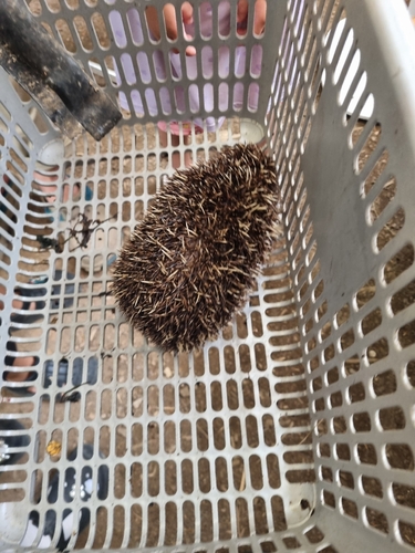 Amur Hedgehog